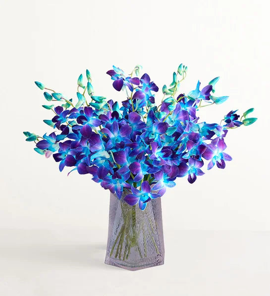 Ocean Breeze Dyed Dendrobium Orchids
