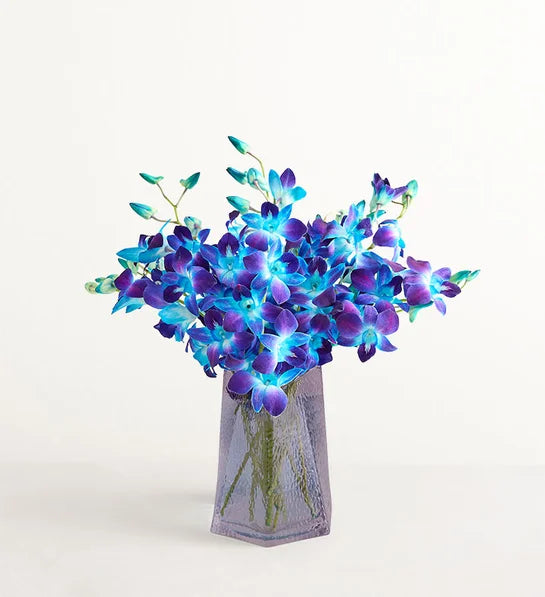 Ocean Breeze Dyed Dendrobium Orchids