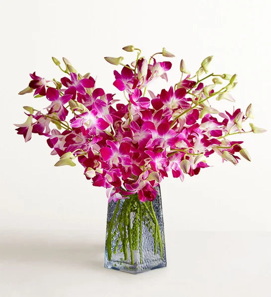 Exotic Breeze™ Orchids