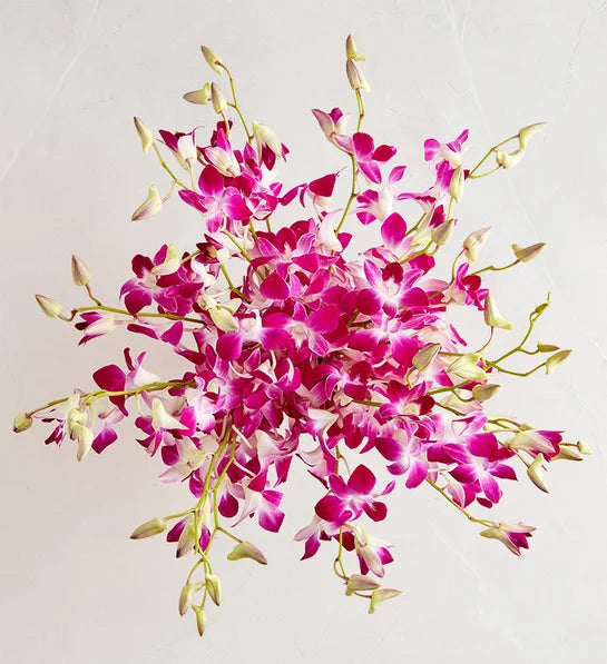 Exotic Breeze™ Orchids