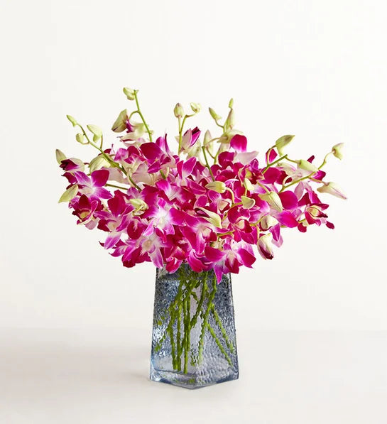 Exotic Breeze™ Orchids