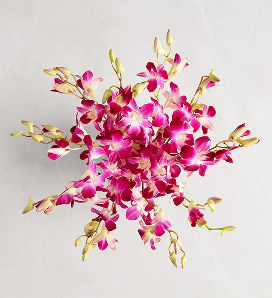 Exotic Breeze™ Orchids