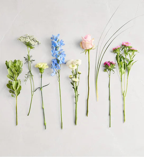 Delphinium Garden™