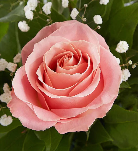 Rose Elegance™ Premium Long Stem Roses