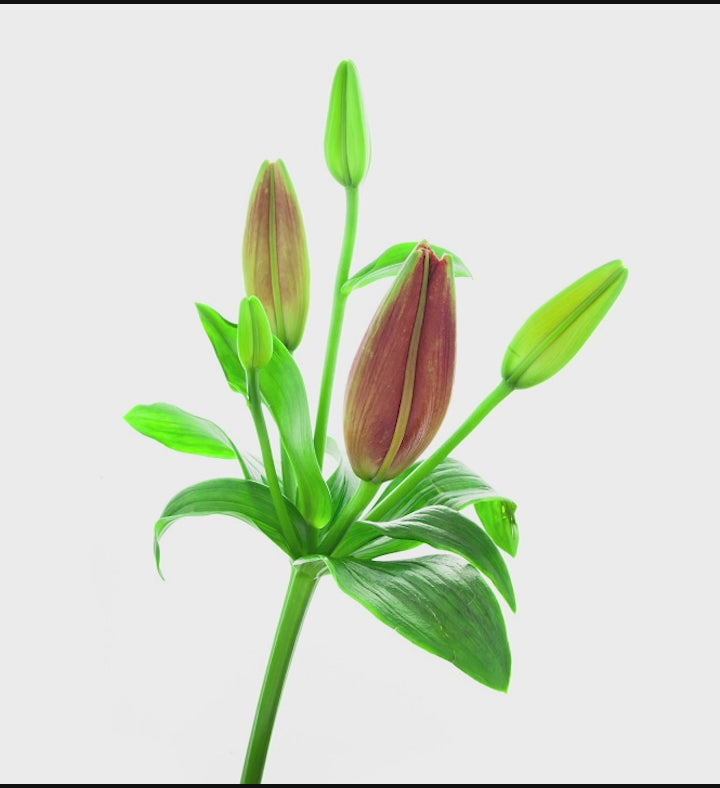 Loving Sentiments™ Blue & White Sympathy Bouquet